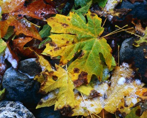 Snow on Autumn Leaves