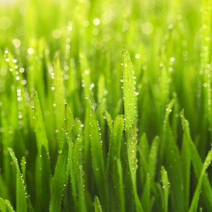 Dew on Green Grass