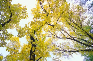 Yellow Autumn Leaves On Trees