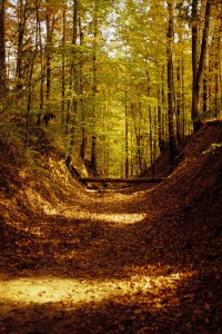 Natchez Trail Through Forest