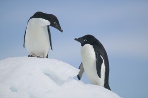 Adelie Penguins Standing on Ice