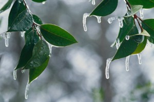 Ice Hanging from Leaves
